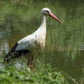 CICOGNA BIANCA - White Stork - Ciconia ciconia - Luogo: ex risaia di Bentivoglio (BO) - Autore: Alvaro
