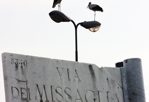 CICOGNA BIANCA - White Stork - Ciconia ciconia - Luogo: Q.re Missaglia (MI) / Rozzano (MI) - Autore: Claudia