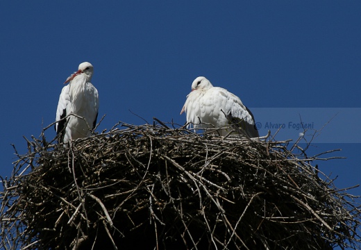 CICOGNA BIANCA - White Stork - Ciconia ciconia - Luogo: Maremma grossetana (PV) - Autore: Alvaro