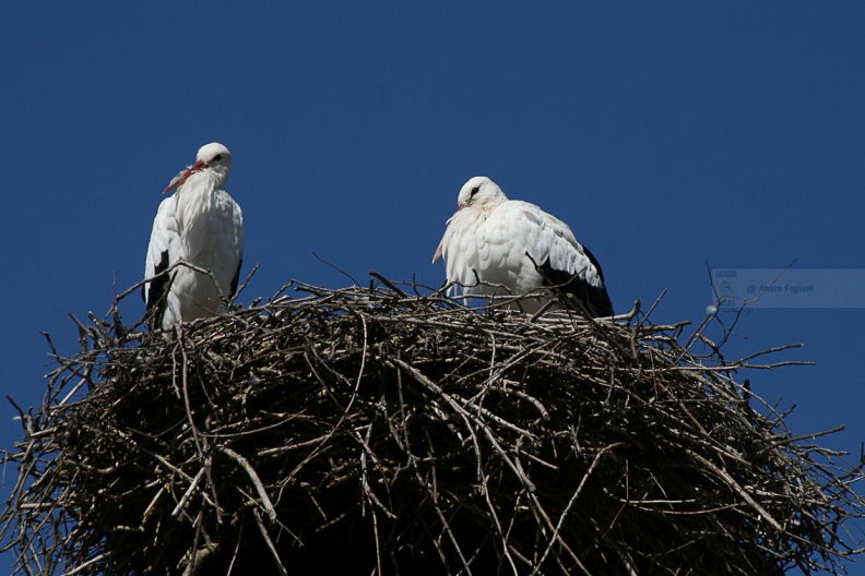CICOGNA BIANCA - White Stork - Ciconia ciconia - Luogo: Maremma grossetana (PV) - Autore: Alvaro