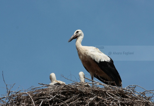 CICOGNA BIANCA - White Stork - Ciconia ciconia - Luogo: Vistarino (PV) - Autore: Alvaro