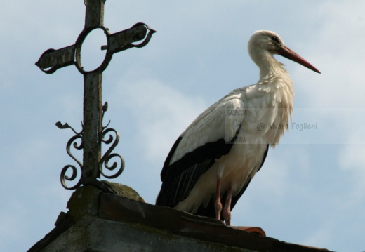 CICOGNA BIANCA - White Stork - Ciconia ciconia - Luogo: Barengo (NO) - Autore: Claudia