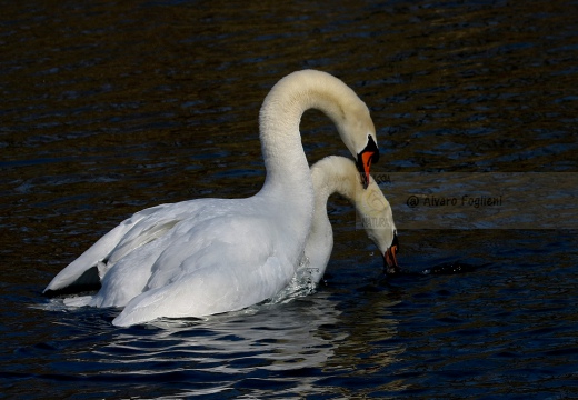 CIGNO REALE - Mute Swan - Cygnus olor - Luogo: Parco del Ticino - Cameri (NO) - Autore: Alvaro - Sequenza: 3/7