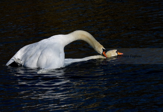 CIGNO REALE - Mute Swan - Cygnus olor - Luogo: Parco del Ticino - Cameri (NO) - Autore: Alvaro - Sequenza: 5/7