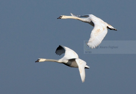 CIGNO REALE - Mute Swan - Cygnus olor - Luogo: Vasche dell'Arnetta (MI) - Autore: Alvaro