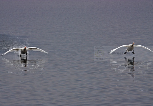 CIGNO REALE - Mute Swan - Cygnus olor - Luogo: Riserva Naturale delleTorbiere del Sebino - Iseo - (BS) - Autore: Alvaro