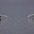 CIGNO REALE - Mute Swan - Cygnus olor - Luogo: Riserva Naturale delleTorbiere del Sebino - Iseo - (BS) - Autore: Alvaro