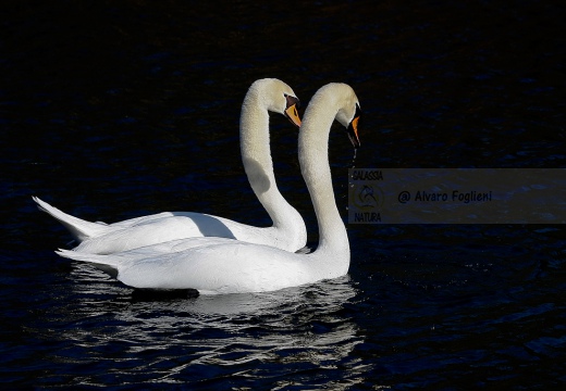 CIGNO REALE - Mute Swan - Cygnus olor - Luogo: Parco del Ticino - Cameri (NO) - Autore: Alvaro - Sequenza: 1/7