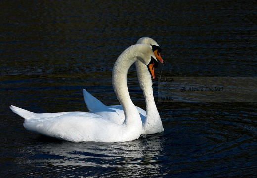 CIGNO REALE - Mute Swan - Cygnus olor - Luogo: Parco del Ticino - Cameri (NO) - Autore: Alvaro - Sequenza: 2/7
