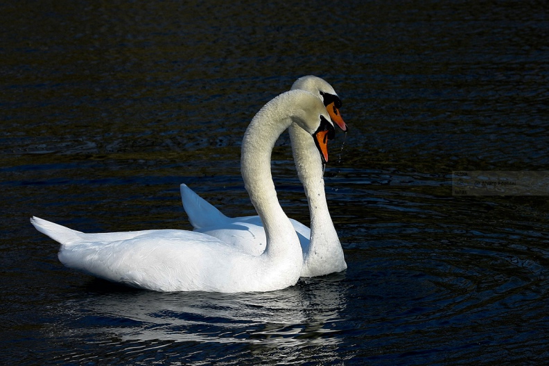 CIGNO REALE - Mute Swan - Cygnus olor - Luogo: Parco del Ticino - Cameri (NO) - Autore: Alvaro - Sequenza: 2/7