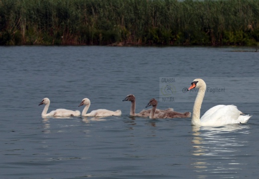 CIGNO REALE - Mute Swan - Cygnus olor - Luogo: Lago Superiore (MN) - Autore: Alvaro