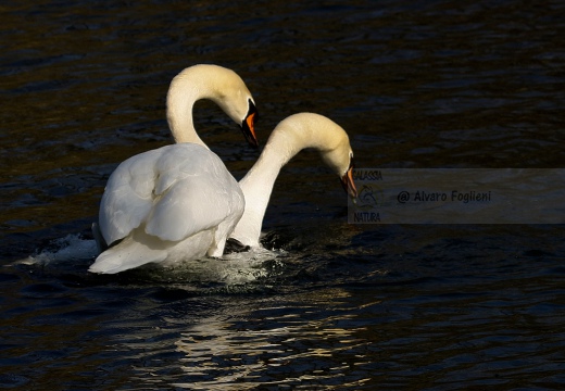 CIGNO REALE - Mute Swan - Cygnus olor - Luogo: Parco del Ticino - Cameri (NO) - Autore: Alvaro - Sequenza: 4/7