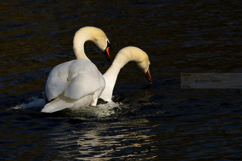 CIGNO REALE - Mute Swan - Cygnus olor - Luogo: Parco del Ticino - Cameri (NO) - Autore: Alvaro - Sequenza: 4/7