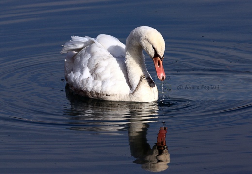 CIGNO REALE - Mute Swan - Cygnus olor - Luogo: Lago Maggiore - Arona (NO) - Autore: Alvaro