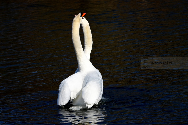CIGNO REALE - Mute Swan - Cygnus olor - Luogo: Parco del Ticino - Cameri (NO) - Autore: Alvaro - Sequenza: 6/7