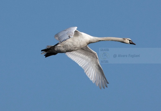 CIGNO REALE - Mute Swan - Cygnus olor - Luogo: Vasche dell'Arnetta (MI) - Autore: Alvaro