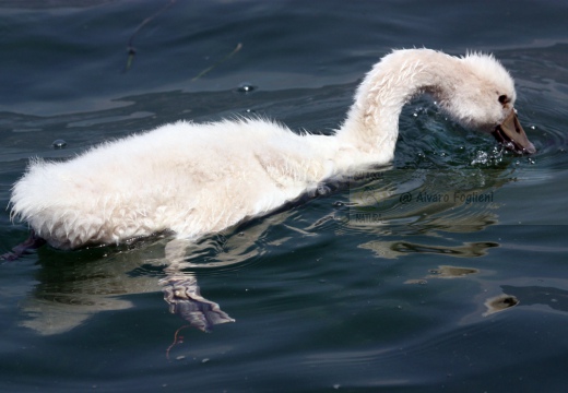 CIGNO REALE - Mute Swan - Cygnus olor - Luogo: Lago Superiore (MN) - Autore: Alvaro