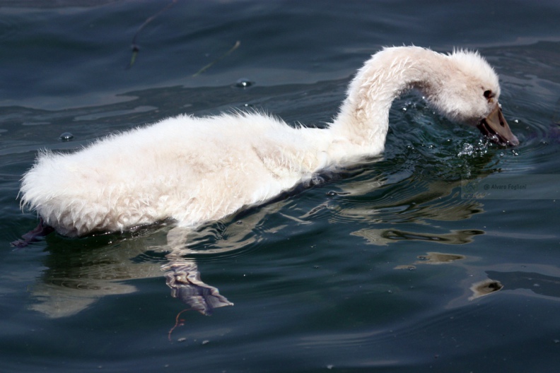 CIGNO REALE - Mute Swan - Cygnus olor - Luogo: Lago Superiore (MN) - Autore: Alvaro