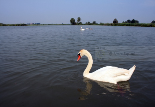 CIGNO REALE - Mute Swan - Cygnus olor - Luogo: Lago Superiore (MN) - Autore: Alvaro
