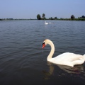 CIGNO REALE - Mute Swan - Cygnus olor - Luogo: Lago Superiore (MN) - Autore: Alvaro
