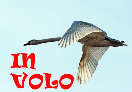 CIGNO REALE - Mute Swan - Cygnus olor