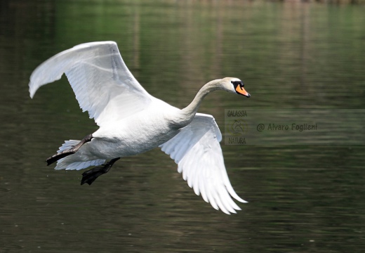 CIGNO REALE - Mute Swan - Cygnus olor - Luogo: Parco Adda Nord (LC) - Autore: Alvaro