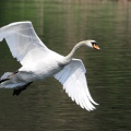 CIGNO REALE - Mute Swan - Cygnus olor - Luogo: Parco Adda Nord (LC) - Autore: Alvaro