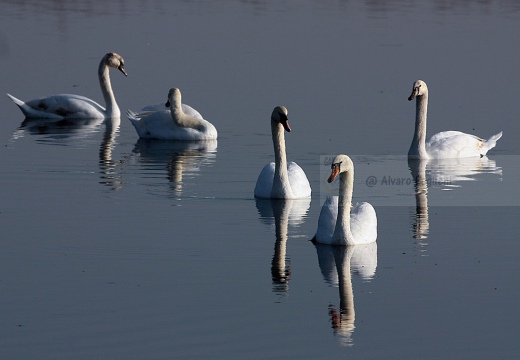 CIGNO REALE - Mute Swan - Cygnus olor - Luogo: Vasche di fitodepurazione dell'Arnetta (MI) - Autore: Alvaro