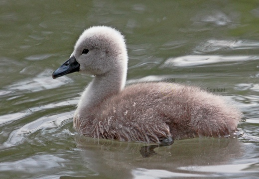 CIGNO REALE - Mute Swan - Cygnus olor - Luogo: Parco del Ticino - Oasi Alberone (BG) - Autore: Alvaro