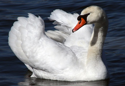 CIGNO REALE - Mute Swan - Cygnus olor - Luogo: Lago di Varese - Schiranna (VA) - Autore: Alvaro