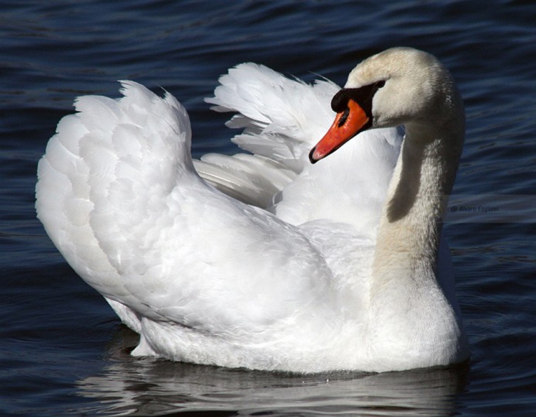 CIGNO REALE - Mute Swan - Cygnus olor - Luogo: Lago di Varese - Schiranna (VA) - Autore: Alvaro