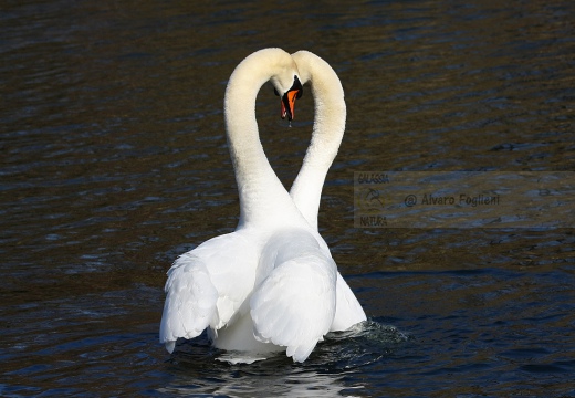 CIGNO REALE - Mute Swan - Cygnus olor - Luogo: Parco del Ticino - Cameri (NO) - Autore: Alvaro - Sequenza: 7/7
