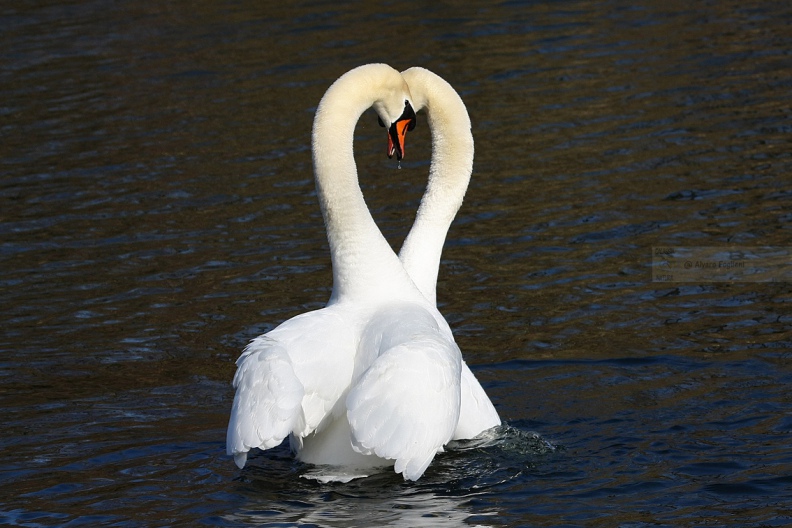 CIGNO REALE - Mute Swan - Cygnus olor - Luogo: Parco del Ticino - Cameri (NO) - Autore: Alvaro - Sequenza: 7/7
