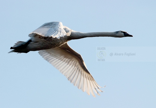 CIGNO REALE - Mute Swan - Cygnus olor - Luogo: Vasche dell'Arnetta (MI) - Autore: Alvaro