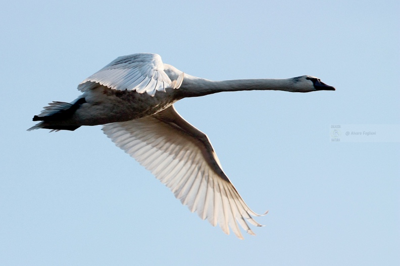 CIGNO REALE - Mute Swan - Cygnus olor - Luogo: Vasche dell'Arnetta (MI) - Autore: Alvaro