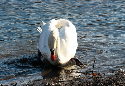 CIGNO REALE (Adulto scaccia giovane rivale) - Mute Swan - Cygnus olor - Luogo: Oasi Alberone (BG) - Autore: Alvaro 