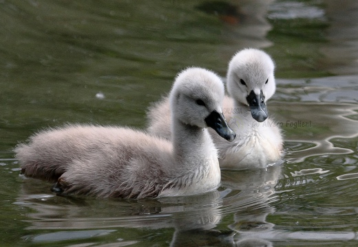 CIGNO REALE - Mute Swan - Cygnus olor - Luogo: Parco del Ticino - Oasi Alberone (BG) - Autore: Alvaro