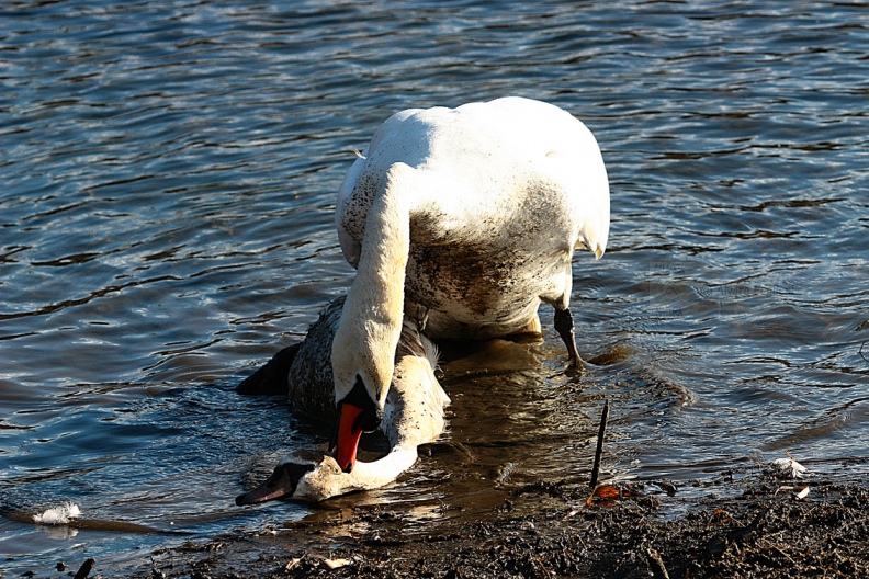 CIGNO REALE (Adulto scaccia giovane rivale) - Mute Swan - Cygnus olor - Luogo: Oasi Alberone (BG) - Autore: Alvaro 