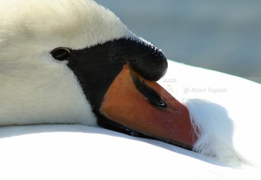 CIGNO REALE - Mute Swan - Cygnus olor - Luogo: Lago Maggiore - Arona (NO) - Autore: Alvaro