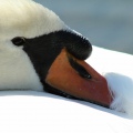 CIGNO REALE - Mute Swan - Cygnus olor - Luogo: Lago Maggiore - Arona (NO) - Autore: Alvaro