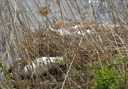 CIGNO REALE al nido - Mute Swan - Cygnus olor - Luogo: Parco della Valle del Ticino - Sesto Calende (VA) - Autore: Alvaro