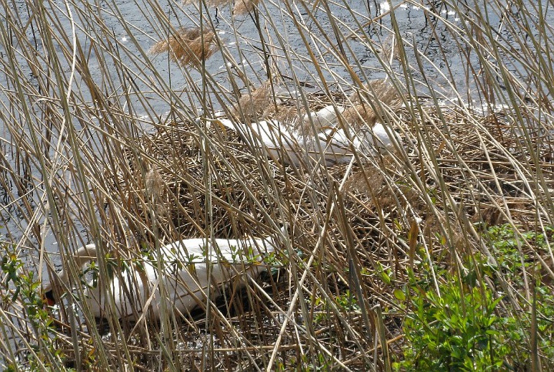 CIGNO REALE al nido - Mute Swan - Cygnus olor - Luogo: Parco della Valle del Ticino - Sesto Calende (VA) - Autore: Alvaro