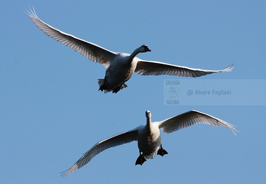 CIGNO REALE - Mute Swan - Cygnus olor - Luogo: Vasche dell'Arnetta (MI) - Autore: Alvaro