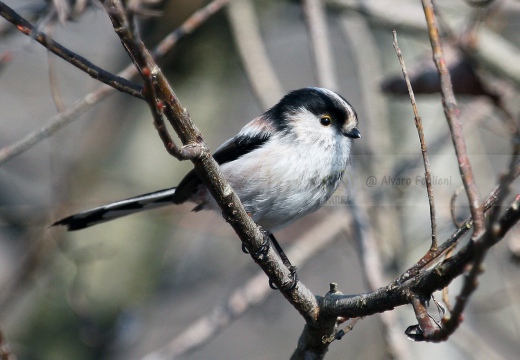 CODIBUGNOLO - Long-tailed Tit - Aegithalos caudatus - Luogo: Riserva naturale di Casalbeltrame (NO) - Autore: Alvaro