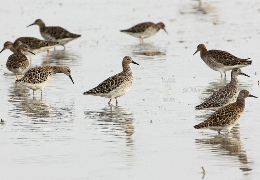 COMBATTENTE - Ruff - Philomachus pugnax - Luogo: Risaie novaresi nei pressi di Sozzago (NO) - Autore: Alvaro