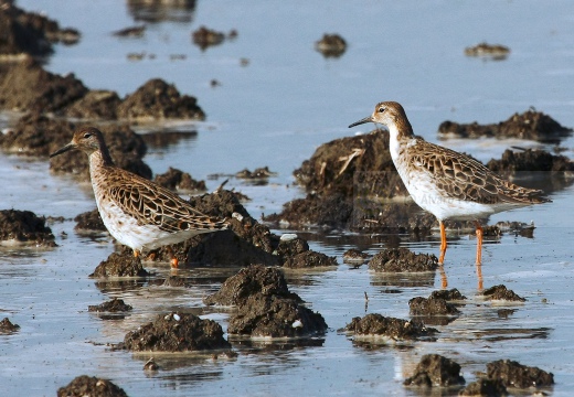 COMBATTENTE - Ruff - Philomachus pugnax - Luogo: Risaie novaresi nei pressi di Vespolate (NO) - Autore: Alvaro