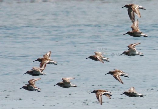 COMBATTENTE - Ruff - Philomachus pugnax - Luogo: Valli di Comacchio (FE) - Autore: Alvaro