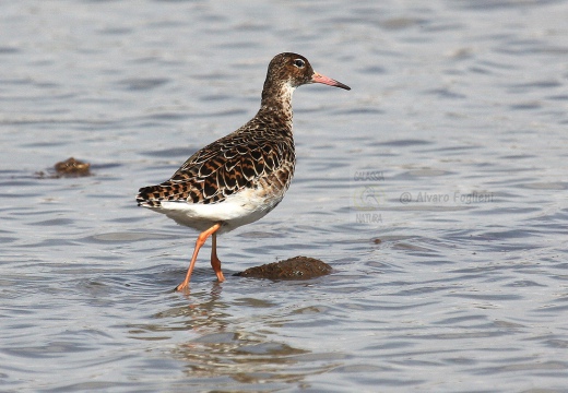 COMBATTENTE - Ruff - Philomachus pugnax - Luogo: Risaie nei pressi di Casalino (NO) - Autore: Alvaro