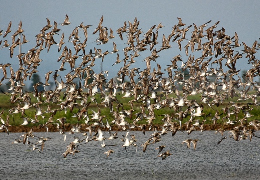 COMBATTENTE - Ruff - Philomachus pugnax - Luogo: Risaie vercellesi nei pressi di Lucedio (VC) - Autore: Alvaro