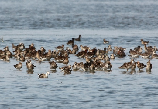 COMBATTENTE - Ruff - Philomachus pugnax - Luogo: Risaie vercellesi nei pressi di Livorno Ferraris (VC) - Autore: Alvaro